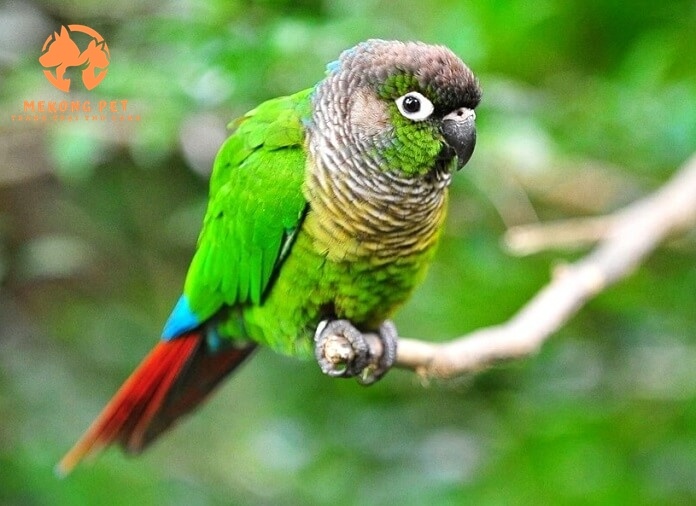 Mua Bán Vẹt Green Check Conure (vẹt má xanh) Tại TP.HCM